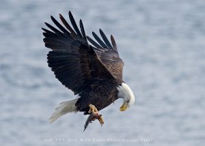 Bald Eagle