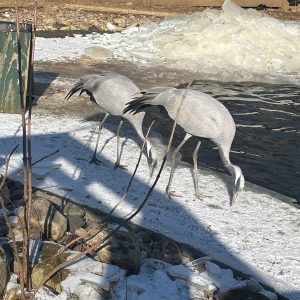 Ripley Cranes