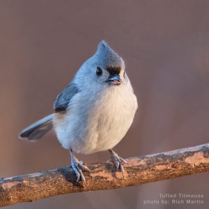 Tufted Titmouse bird