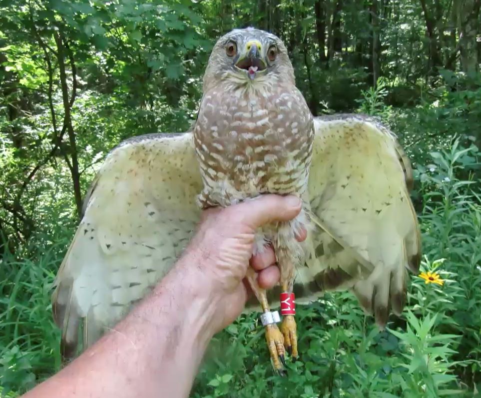 Connecticut’s Broad-winged Hawks