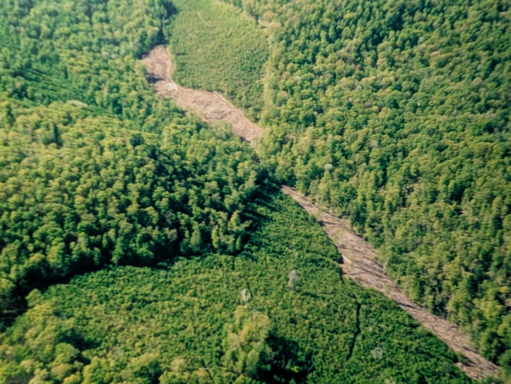 Forests and Forestry in Connecticut